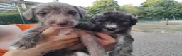 Mixed Breed dogs for sale: 2 Bedlington terrier cross lurcher pups in Romford - Advert 2