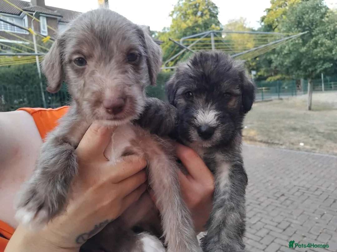 Mixed Breed dogs for sale: 2 Bedlington terrier cross lurcher pups in Romford - Advert 2