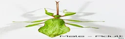 Stick Insects invertebrates for sale: Two mixed colour nymphs Phyllium Leaf insects - Advert 6