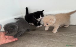 Scottish Fold cats for sale: Kittens. Scottish fold - Image 4