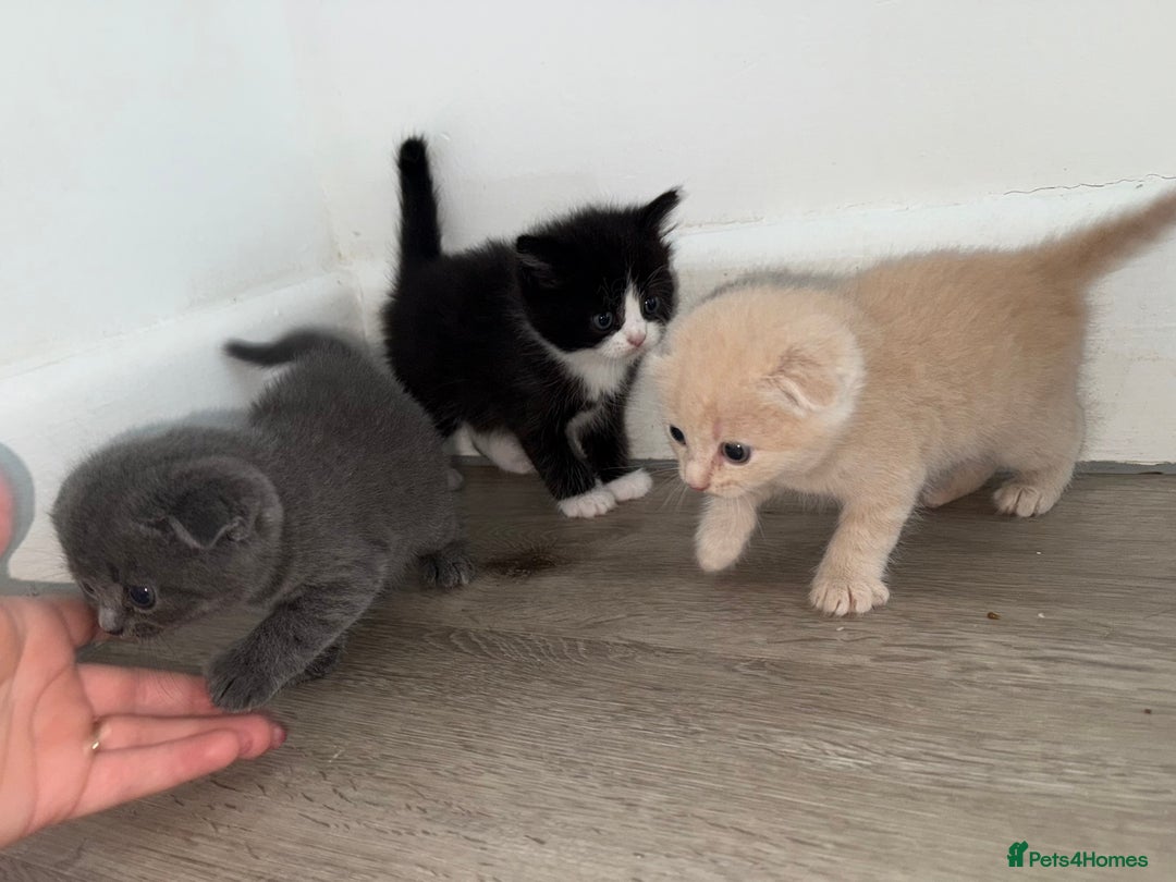 Scottish Fold cats for sale: Kittens. Scottish fold - Image 4