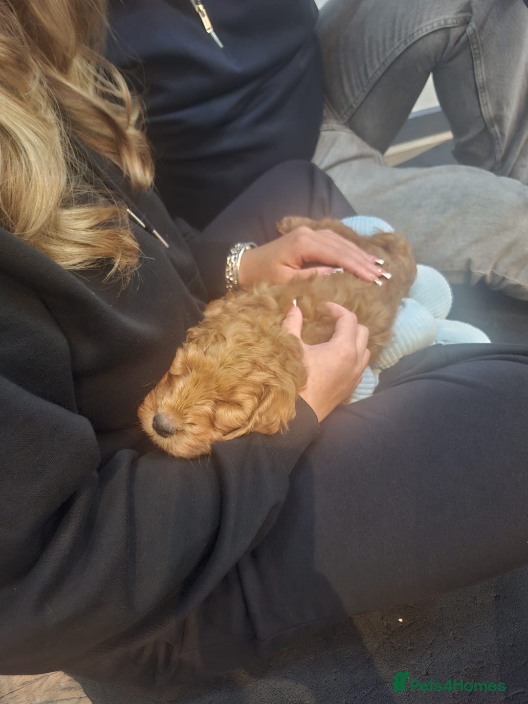 Cockapoo dogs for sale: Red cockerpoo pups  - Advert 3