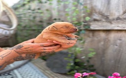 Labrador Retriever dogs for sale: Stunning Fox Red Labrador puppies  - Image 23