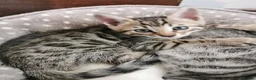 Bengal cats for sale:  Silver, Snow & brown Spotted Bengal kottenss - Advert 9