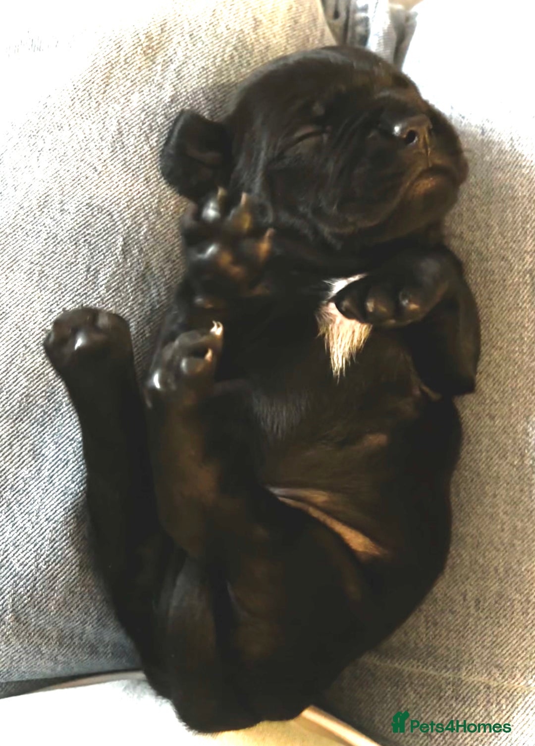 Mixed Breed dogs for sale: Spring bull puppies  - Advert 8