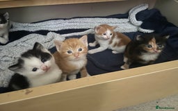 British Shorthair cats for sale: 2 male kittens remaining  - Image 10