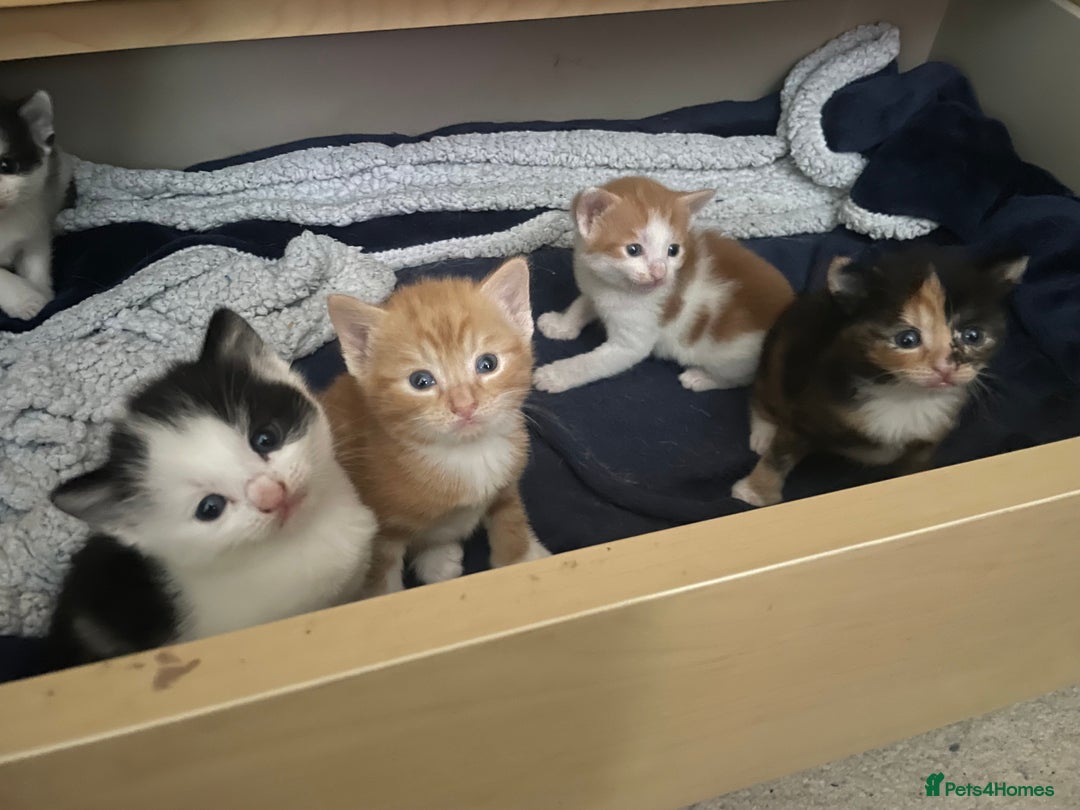 British Shorthair cats for sale: 2 male kittens remaining  - Image 10