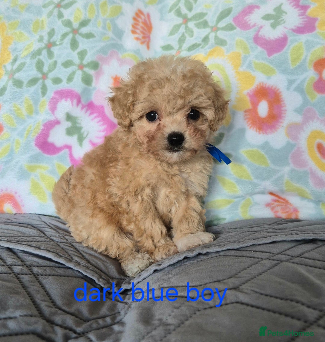 Maltipoo dogs for sale: F1 Maltipoo puppies 🐶 Just 2 girls remaining  - Advert 36