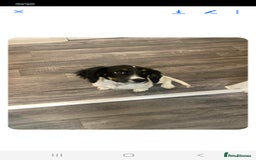 Cocker Spaniel dogs for sale: Working cocker spaniel  - Advert 2