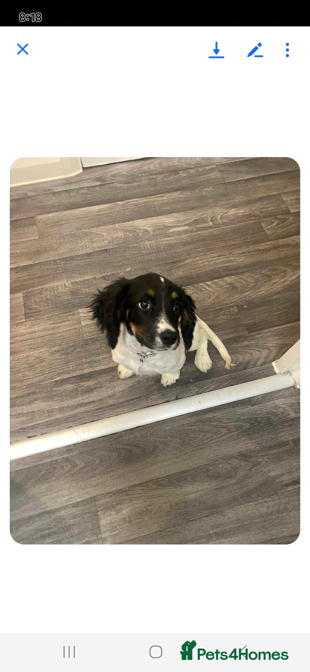 Cocker Spaniel dogs for sale: Working cocker spaniel  - Advert 2