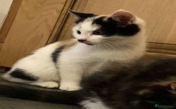 Mixed Breed cats KITTENS for Sale - Boys and Girls - Advert 4