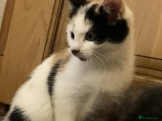 Mixed Breed cats KITTENS for Sale - Boys and Girls - Advert 1