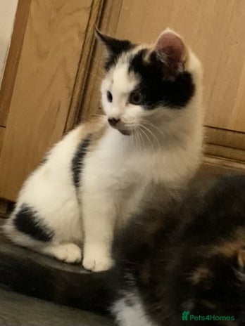 Mixed Breed cats KITTENS for Sale - Boys and Girls - Advert 4