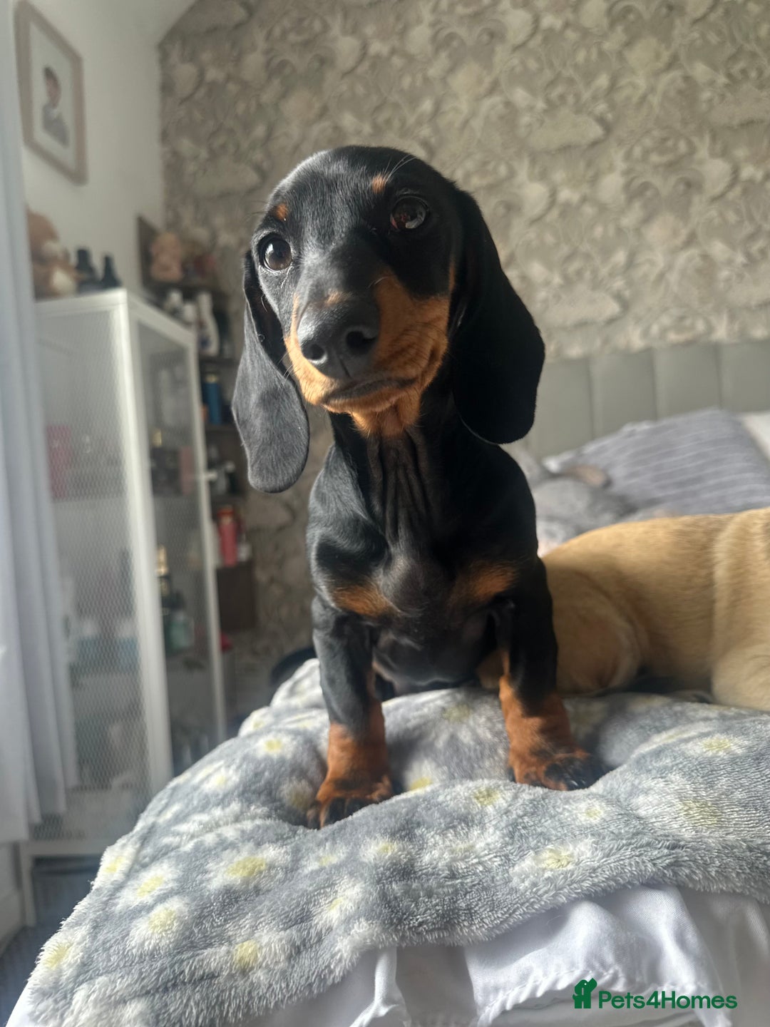 Miniature Dachshund dogs for sale: Miniature dachshund  - Image 6