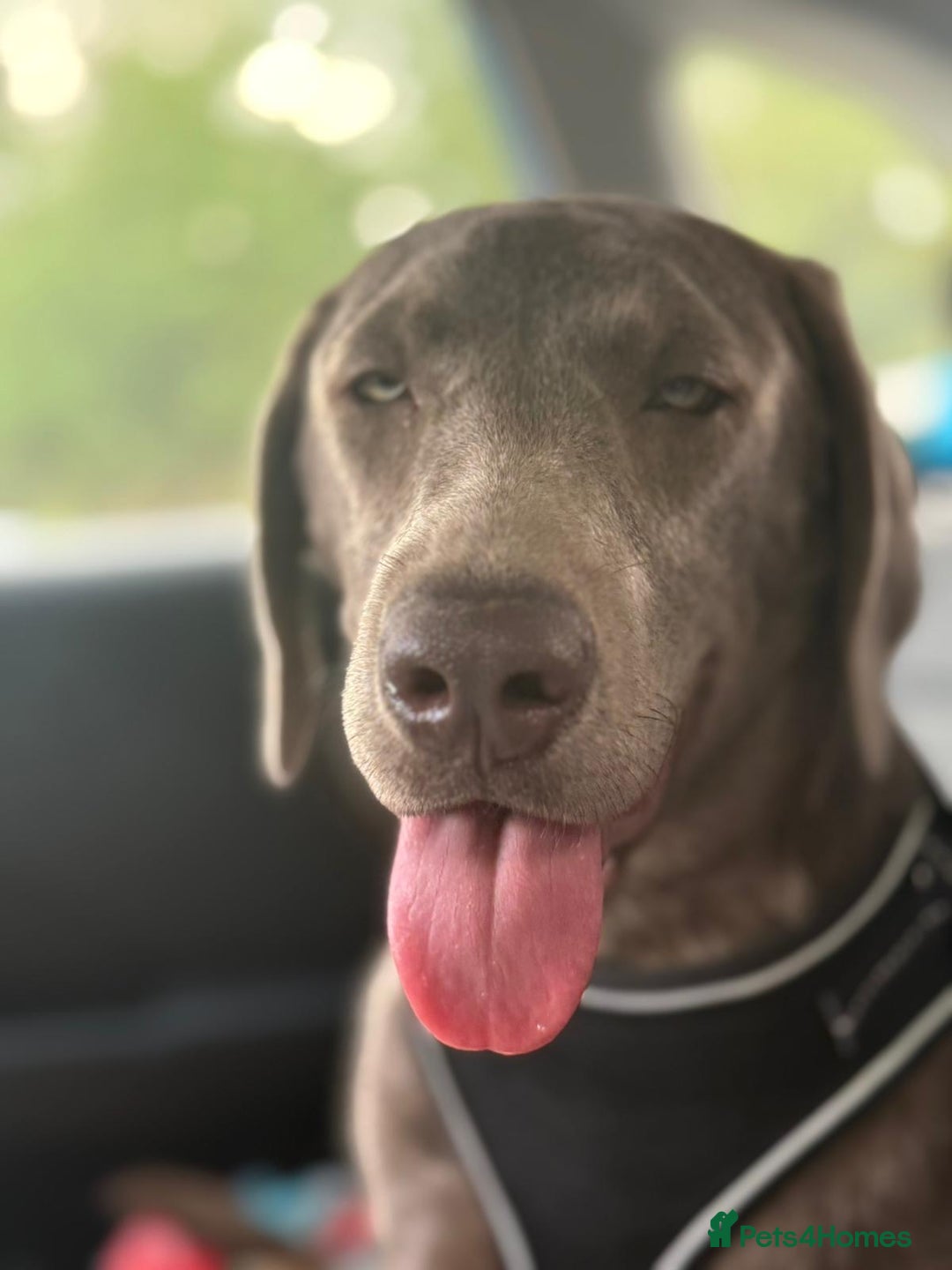 Labrador Retriever dogs for sale: Beautiful silver Labrador  - Image 2