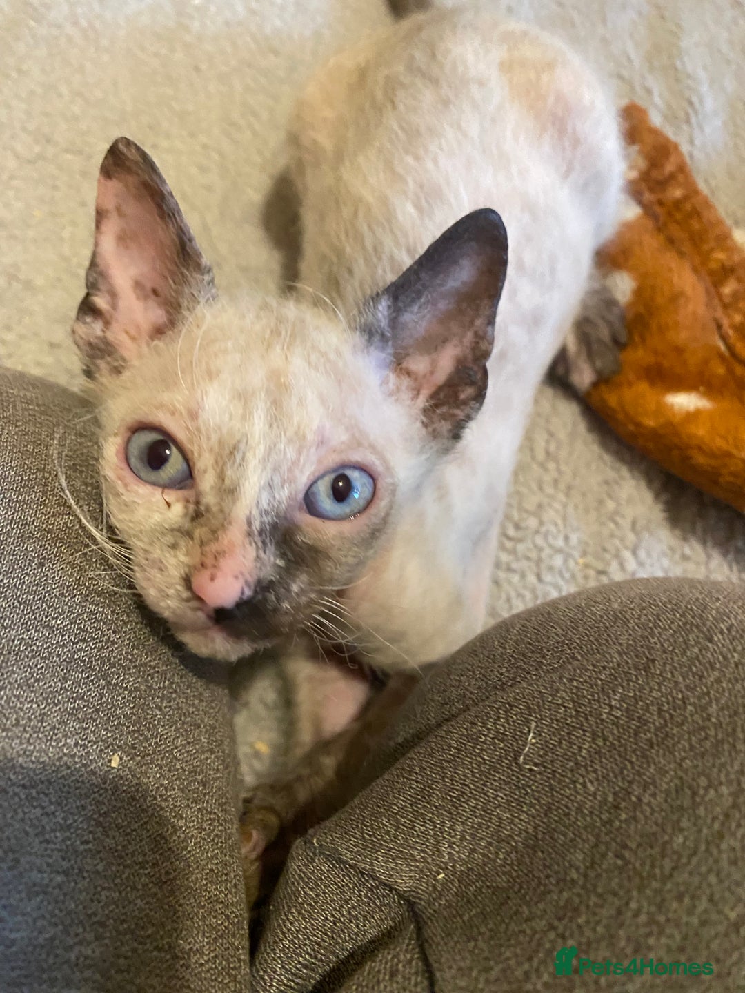 Sphynx cats for sale: Sphynx kittens 😍🥰🥰 - Advert 3