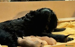 Mixed Breed dogs for sale: Schnockerpoo puppies - Advert 14