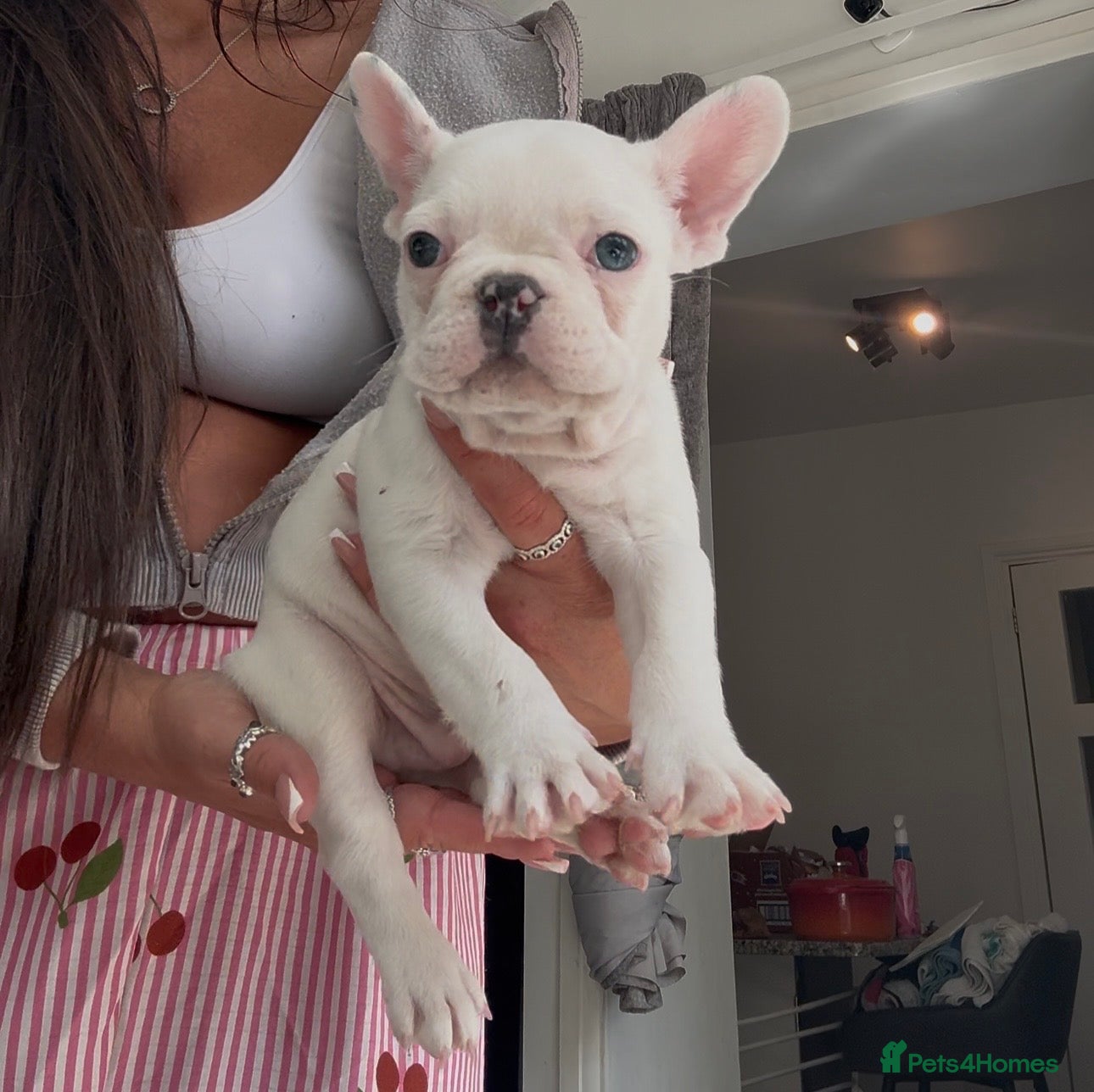 French Bulldog dogs Beautiful litter of French bulldogs  - Advert 21