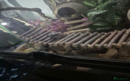 Frog reptiles for sale: White Tree Frogs - Image 4