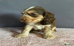 Cocker Spaniel dogs for sale: Outstanding KC Show Cockers 🐾 - Image 6