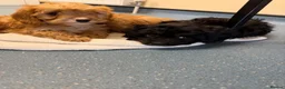 Cavapoo dogs for sale: Cavapoo puppies  in Falkirk - Advert 5
