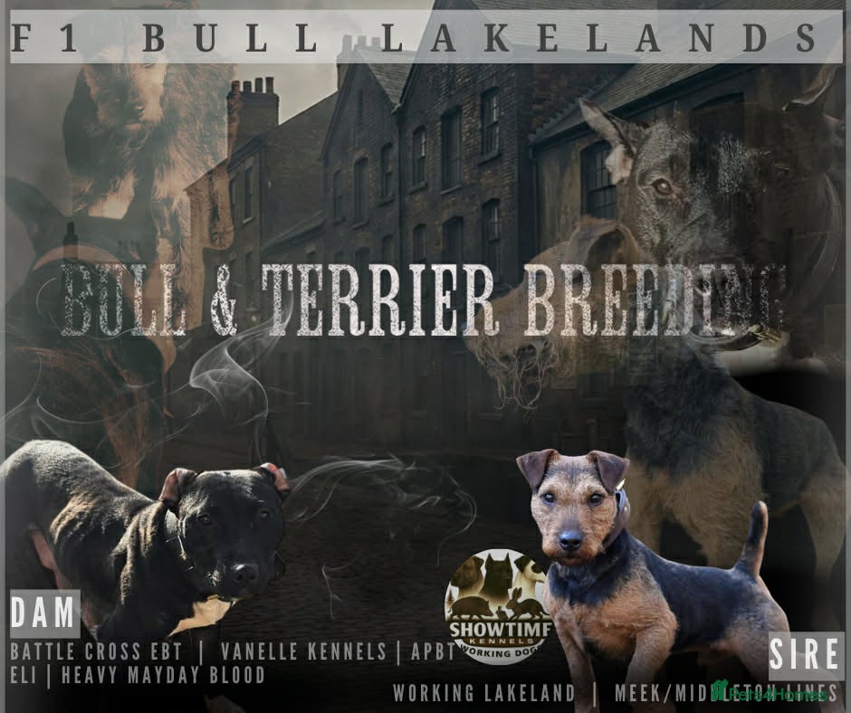 Mixed Breed dogs for sale: Lakeland bulls or bull lakelands  - Advert 1