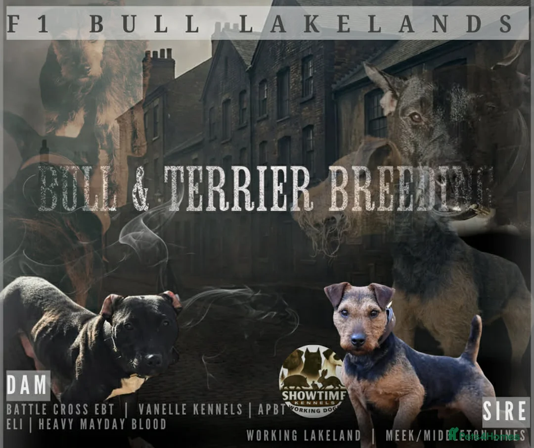 Mixed Breed dogs for sale: Lakeland bulls or bull lakelands  - Advert 1