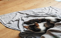 Khao Manee cats for sale: Mixed price Khao Manee kittens  - Image 17