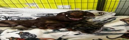 Miniature Dachshund dogs for sale: Dapple Boy & Two Chocolate Girls 🐾 in Chester - Advert 2