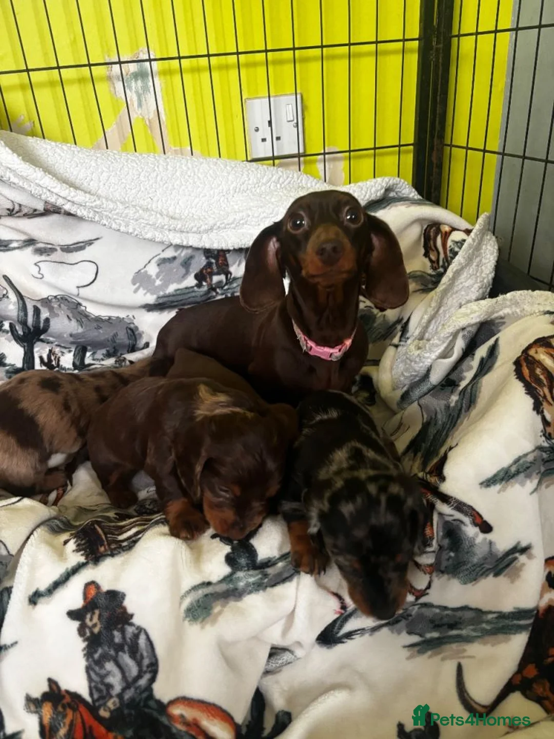Miniature Dachshund dogs for sale: Dapple Boy & Two Chocolate Girls 🐾 in Chester - Advert 2