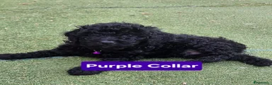 Cockapoo 4