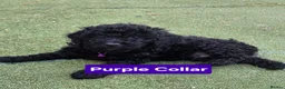 Cockapoo dogs for sale: Cockapoo Puppies  - Advert 5