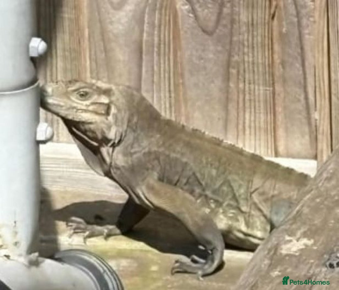 Iguana reptiles for sale: Rhino Iguana steel grey - Advert 2
