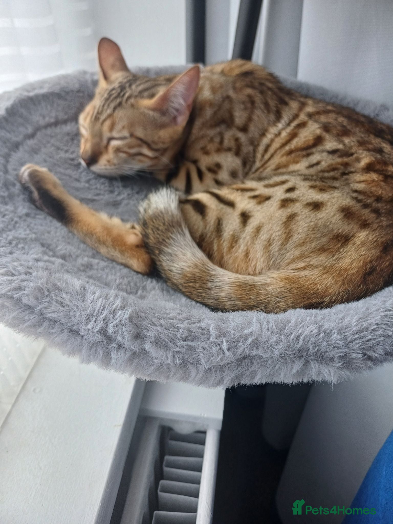Bengal cats Sweet bengal kitten - Advert 21