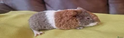 Guinea Pig rodents for sale: Teddy guinea pigs in Leicester - Advert 3
