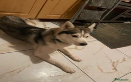 Siberian Husky dogs for sale: Dwarf Siberian husky male  - Advert 9
