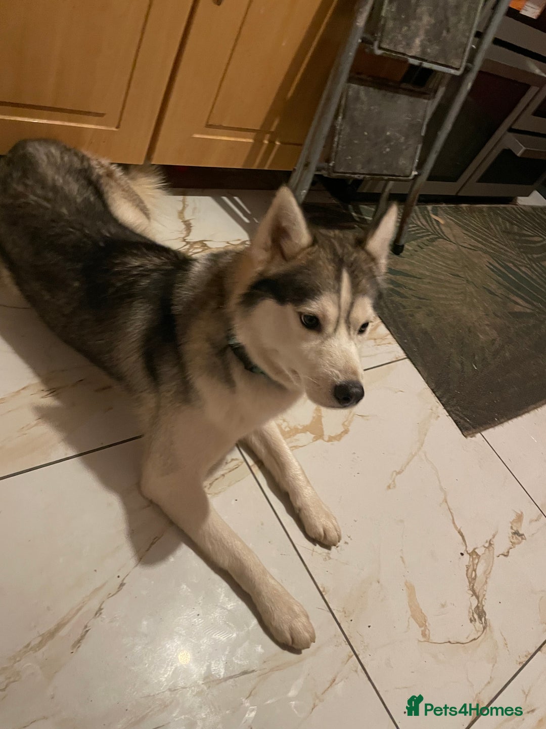 Siberian Husky dogs for sale: Dwarf Siberian husky male  - Advert 9
