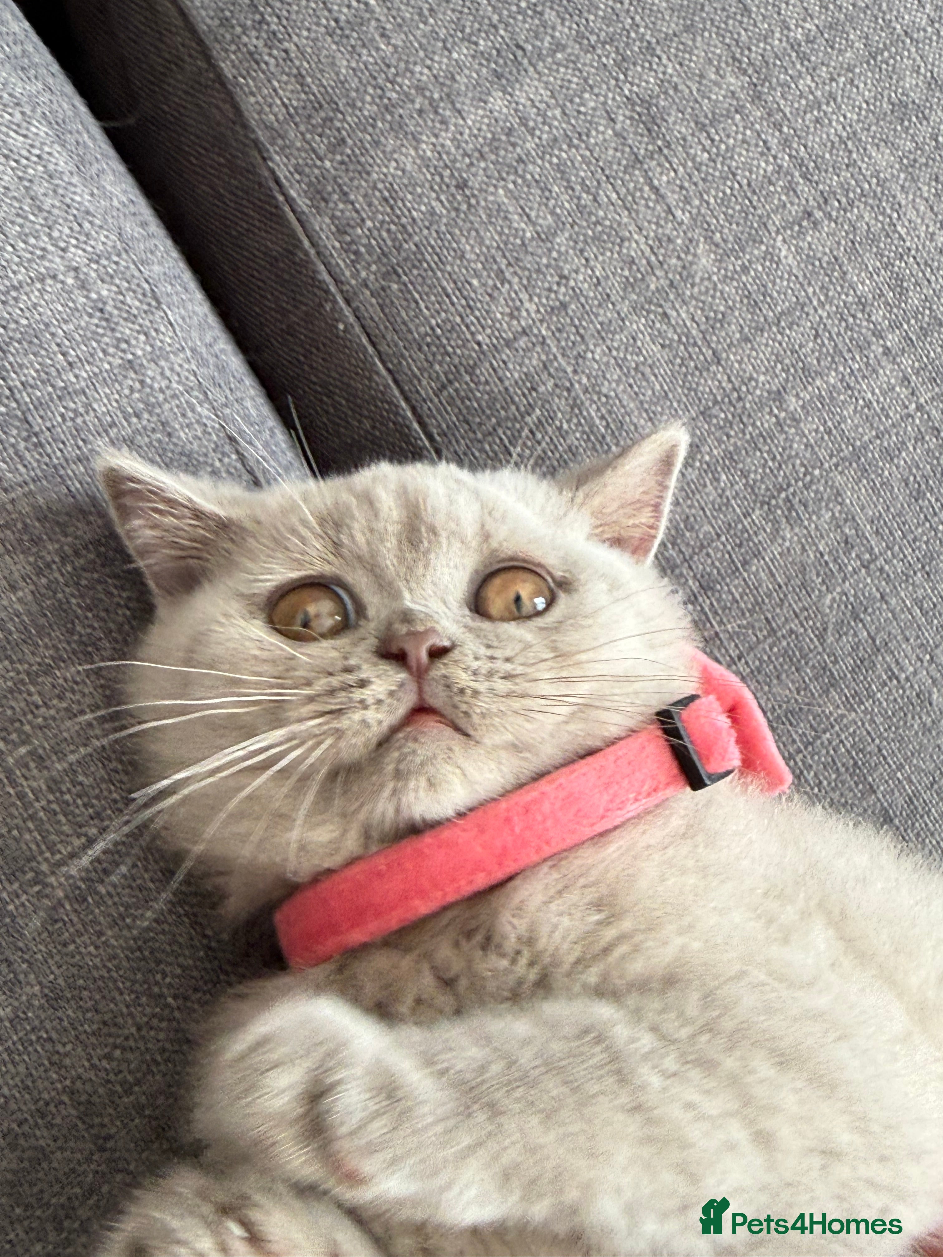 British Shorthair cats Gccf register British shorthair ready to go! - Advert 2