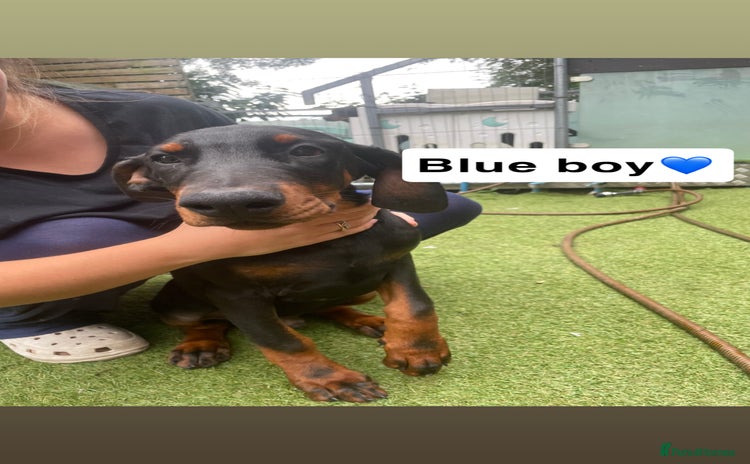 Dobermann dogs - Advert 16