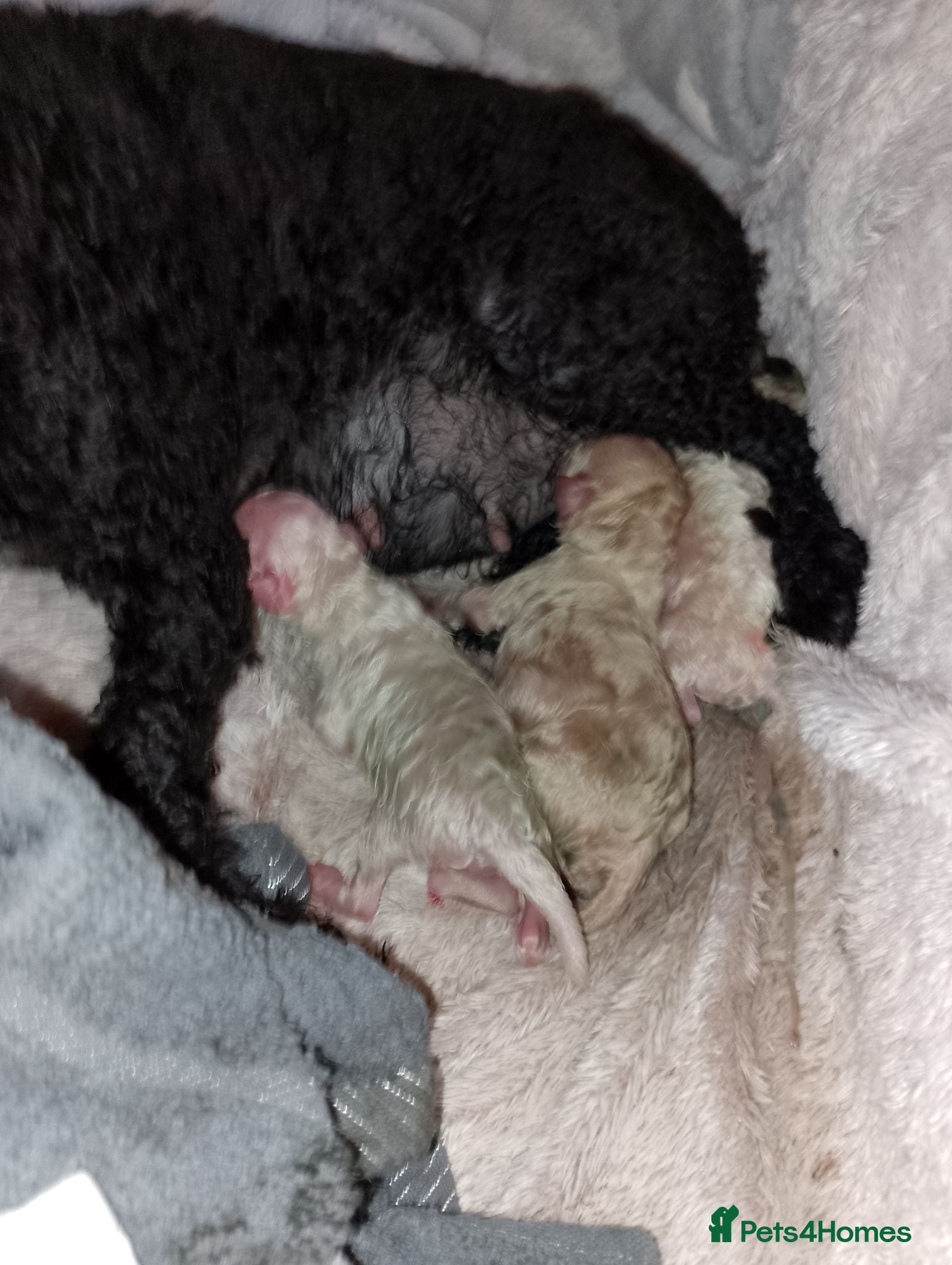 Mixed Breed dogs 3 miniature poodle puppies 2 boys 1 girl. - Advert 1
