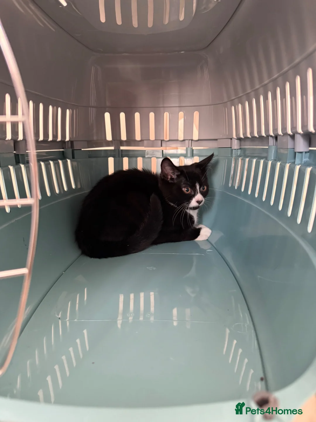 Mixed Breed cats for sale: 12 week old kitten in Birmingham - Advert 3