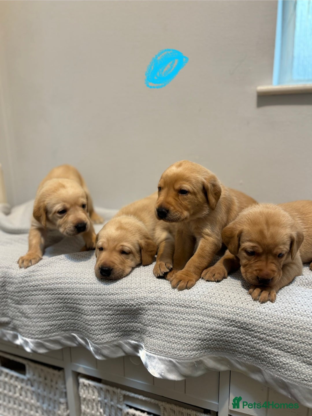 Labrador Retriever dogs for sale: Beautiful fox red puppies  - Image 15