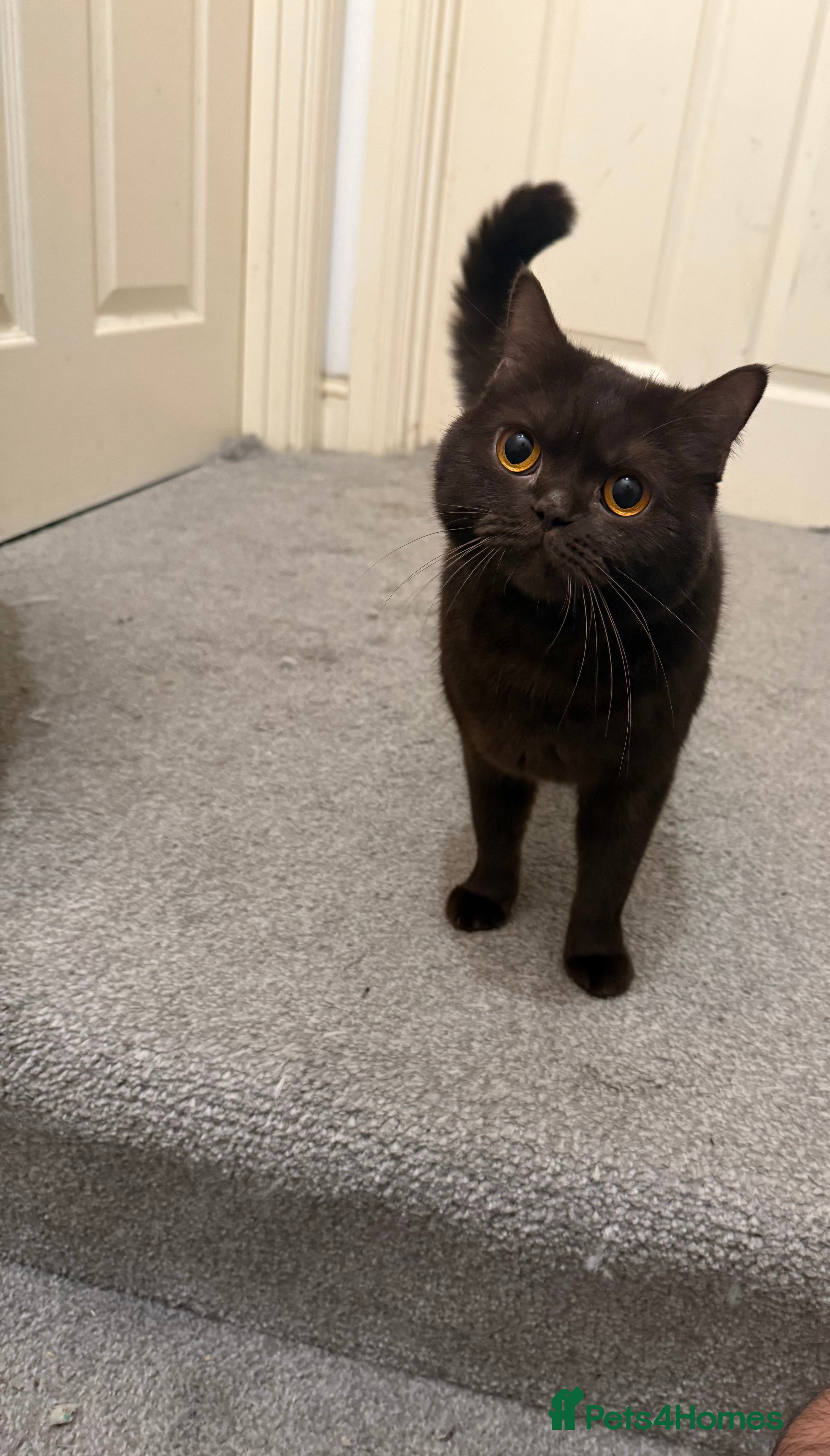 British Shorthair cats Chocolate female BSH 3 years old  - Advert 1