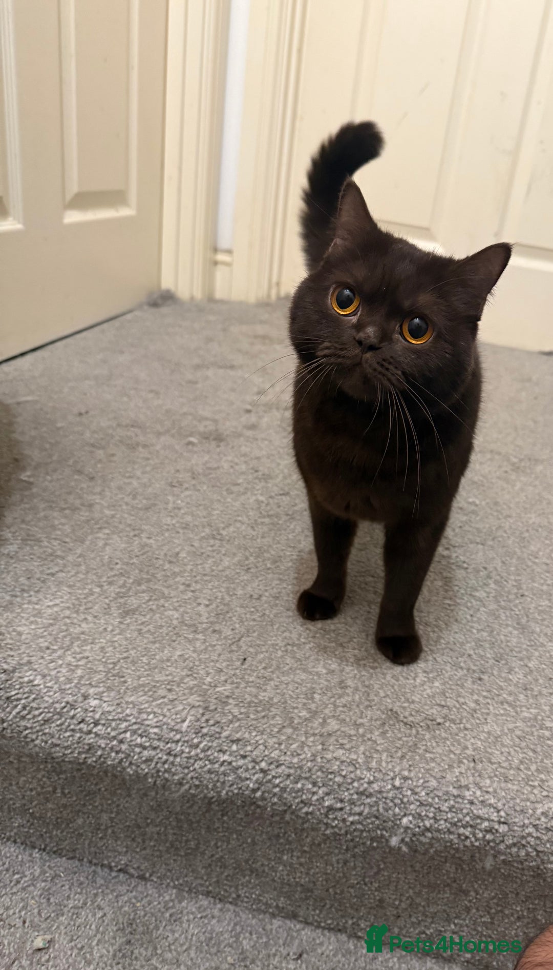British Shorthair cats for sale: Chocolate female BSH 3 years old  - Advert 1