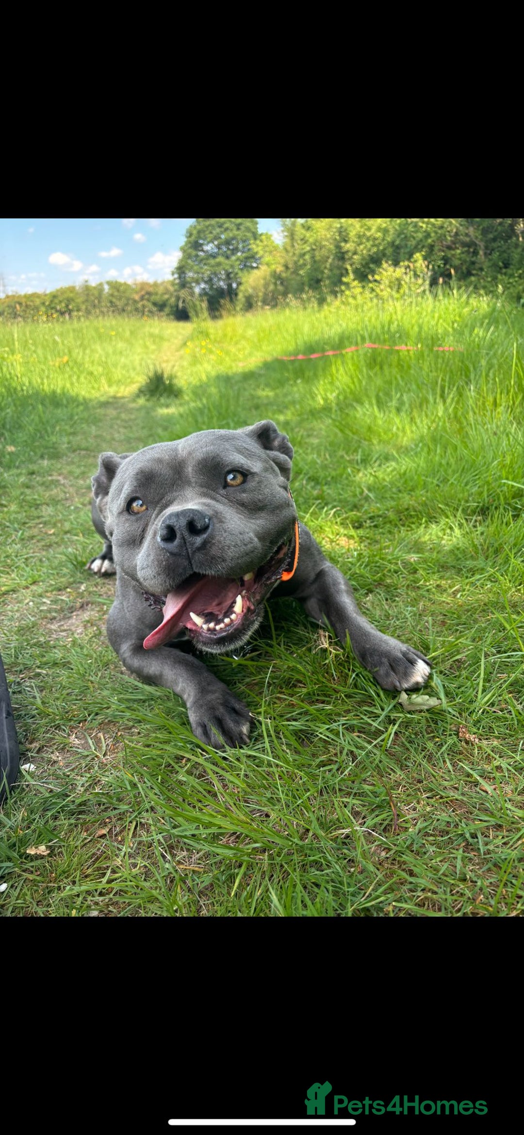American Bully dogs for sale: ABCK pocket bully ( getting blood) - Image 5