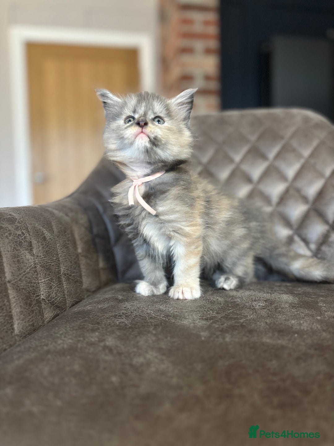 Maine Coon cats for sale: Maine Coon Kittens - Ready early Feb - Advert 15