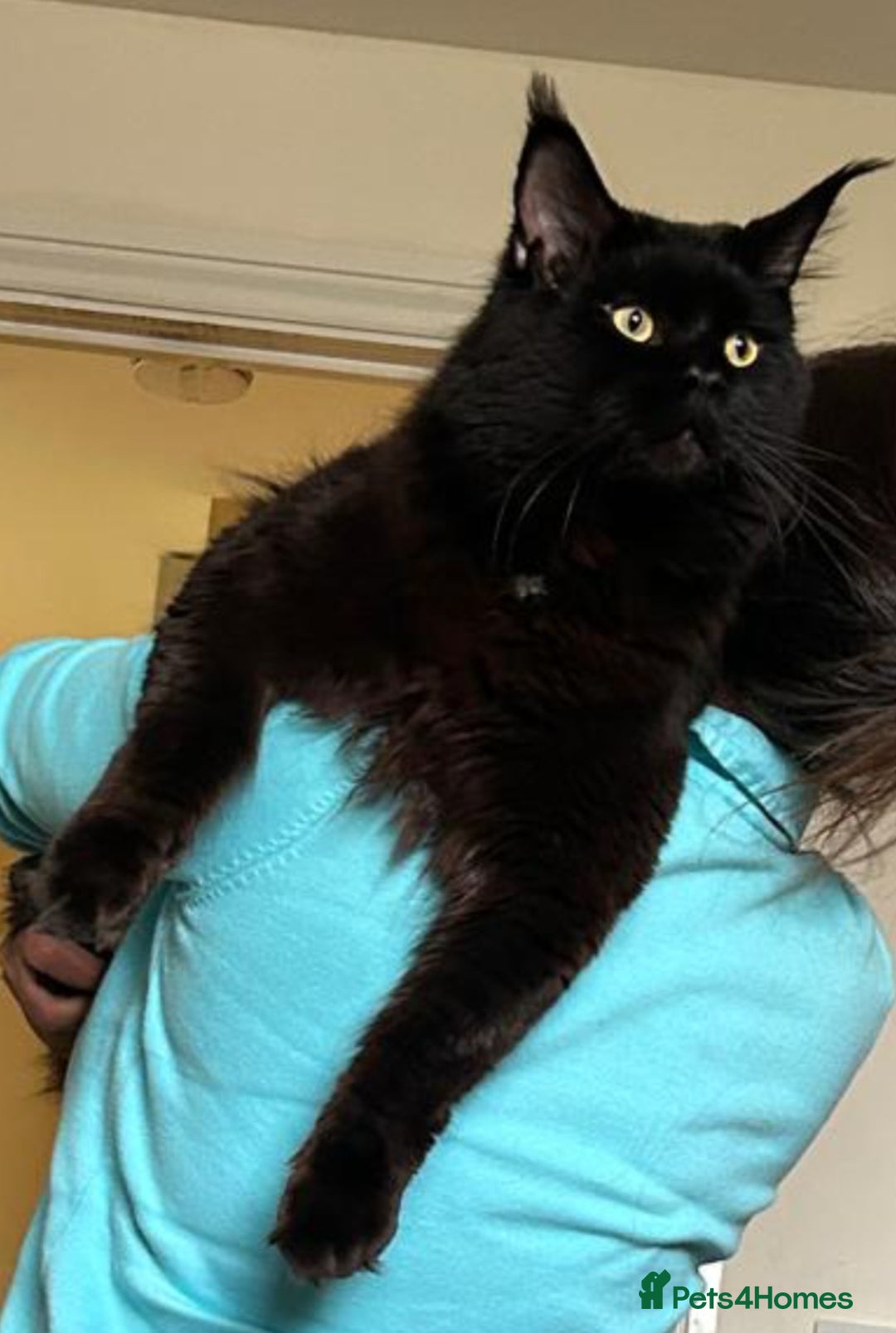 Maine Coon cats for stud: Maincoon Stud  in Bracknell - Image 1
