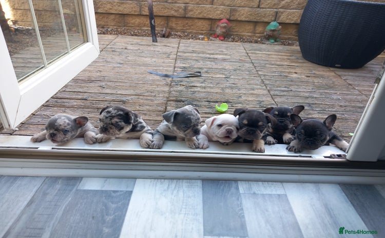French Bulldog dogs - Advert 3