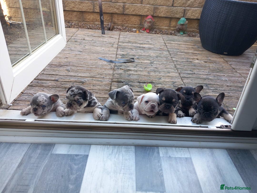 French Bulldog dogs for sale: French bulldogs  - Image 1