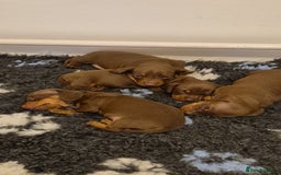 Miniature Dachshund dogs for sale: Outstanding miniature dachshund babies  - Image 6